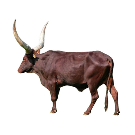 Longhorns - Image 2