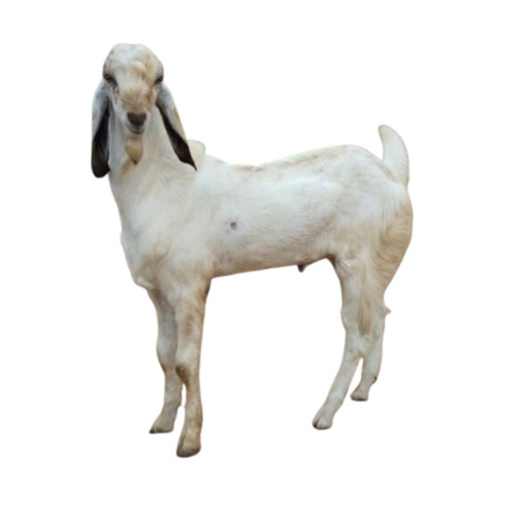 Sahelian Goat