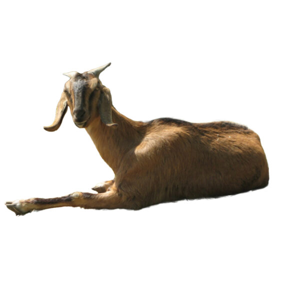 Anglo-Nubian goat - Image 2