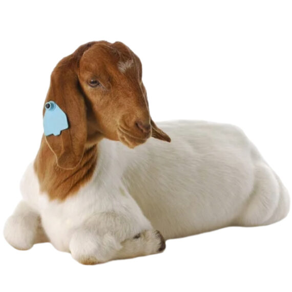 Boer goat