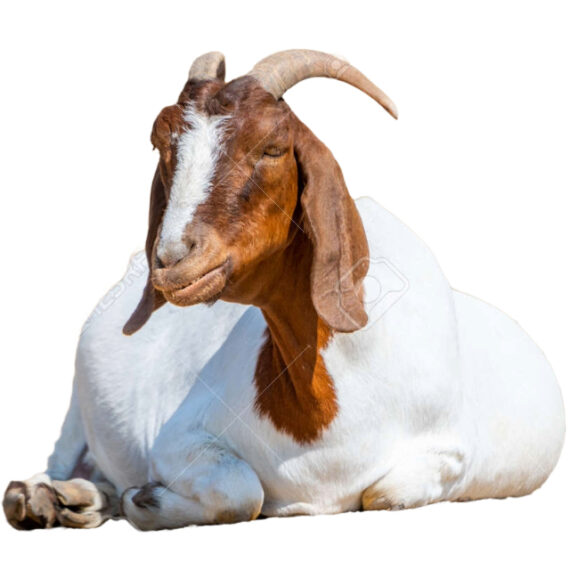 Boer goat – Image 2