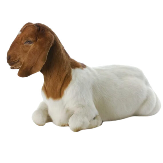 Boer goat – Image 3