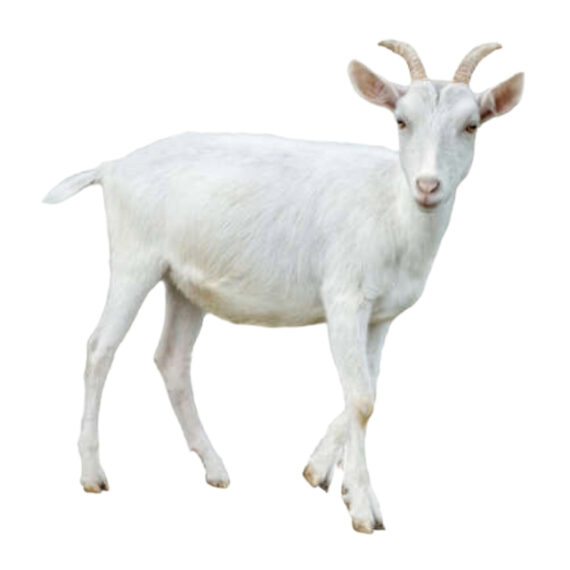 Toggenburg goat – Image 2