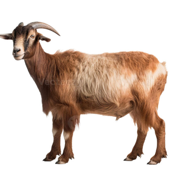 Toggenburg goat