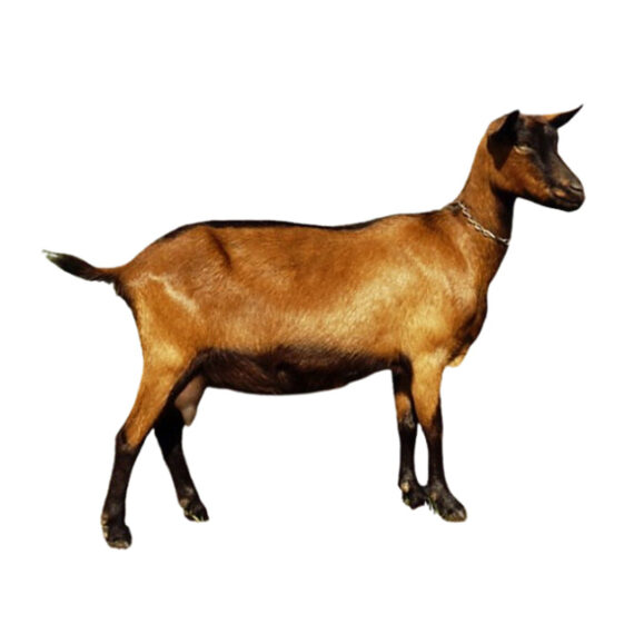 Alpine Goat