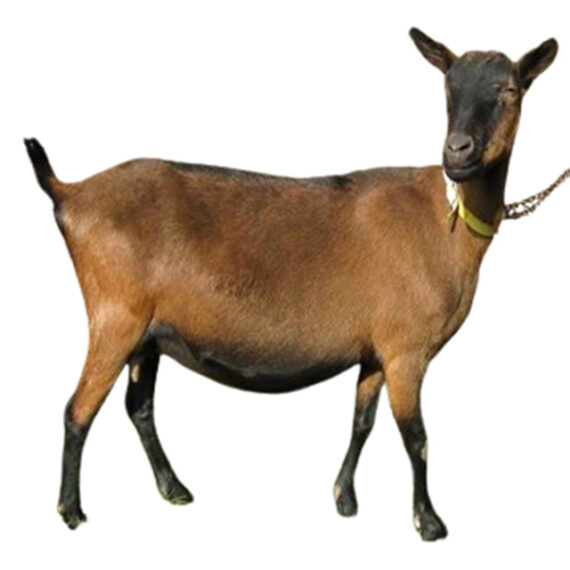 Alpine Goat – Image 2