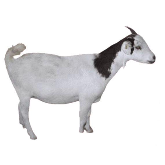 Djallonke Goat - Image 2