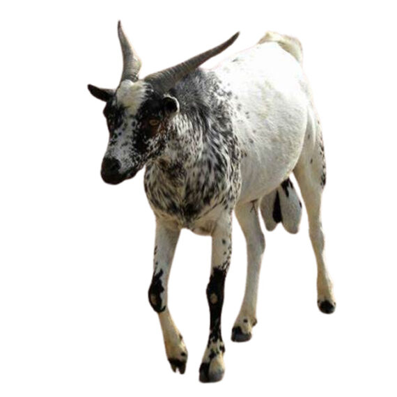 East African Goat