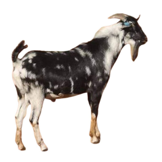 East African Goat – Image 2