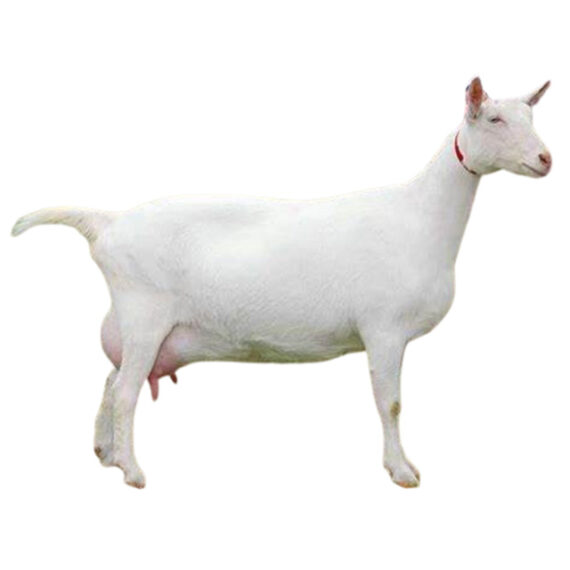 Galla Goat