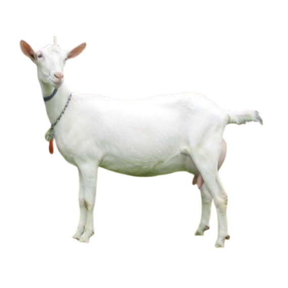 Galla Goat - Image 2