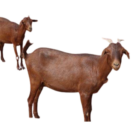 Maradi Goat - Image 2