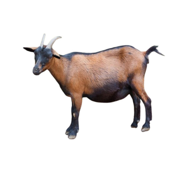 Sokoto Goat (Red Skin)