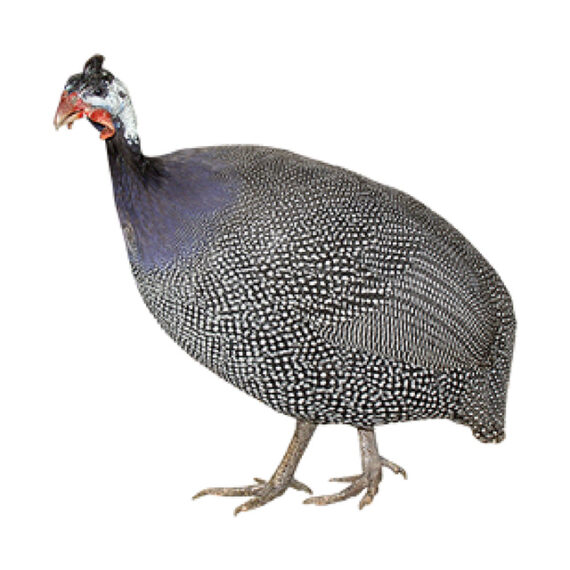 Guinea Fowl