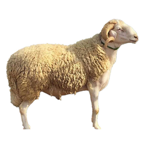 Whole Sheep