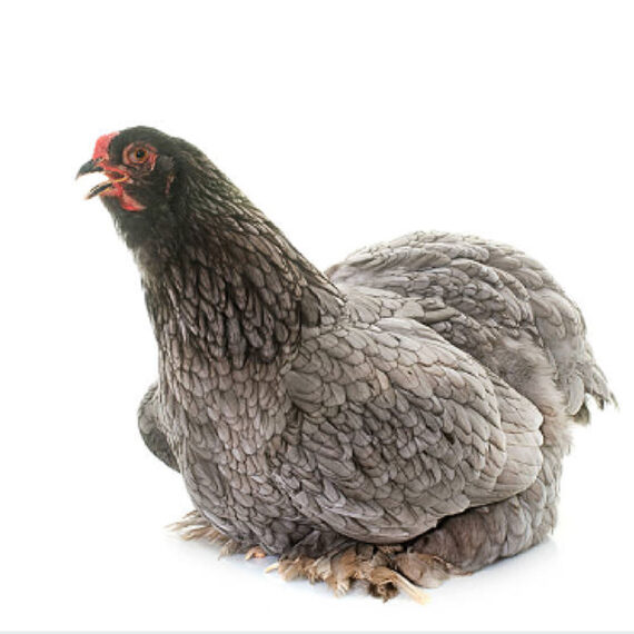 Brahma Chicken