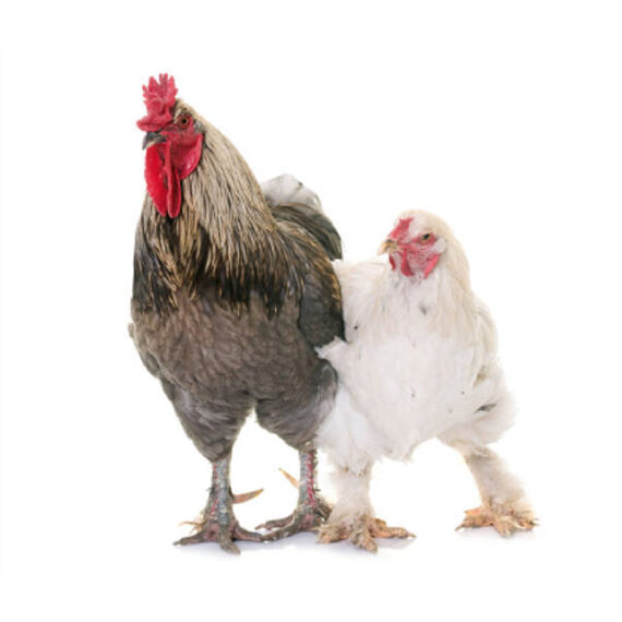 Brahma Chicken – Image 5