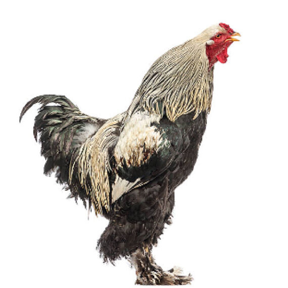 Brahma Chicken – Image 3