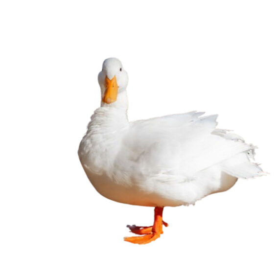 Whole Duck