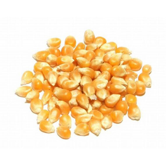 Corn – Image 2