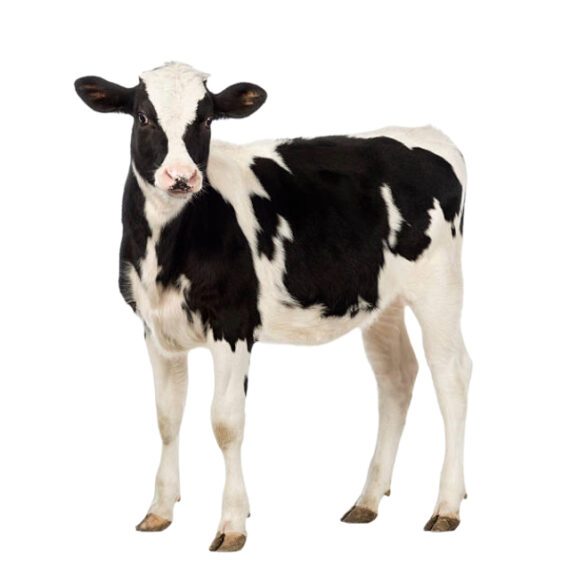 Dairy cows - Image 2