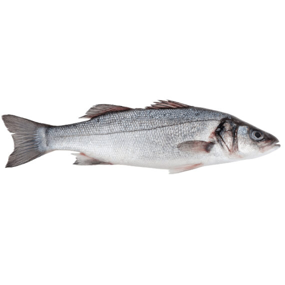 sea bass