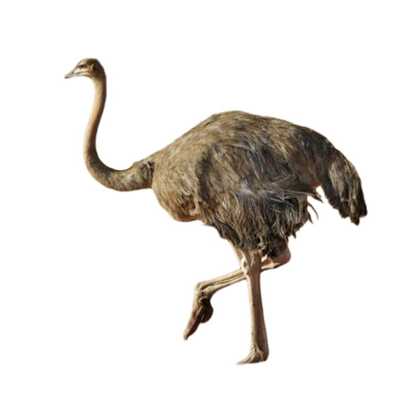 Ostrich