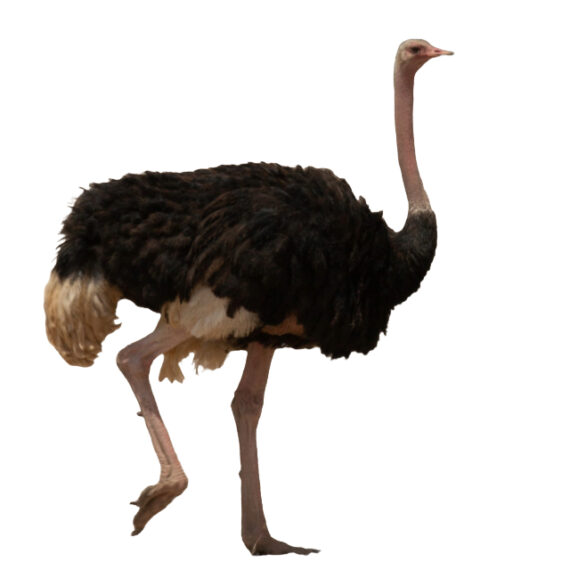 Ostrich - Image 2