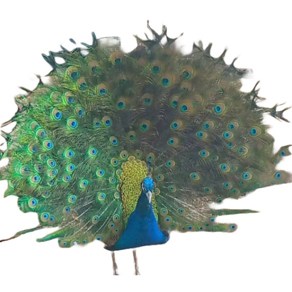 Peacock