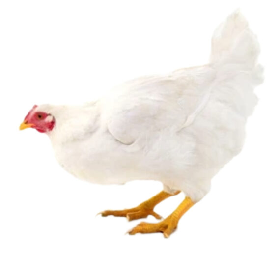 Reformed chicken - Image 2