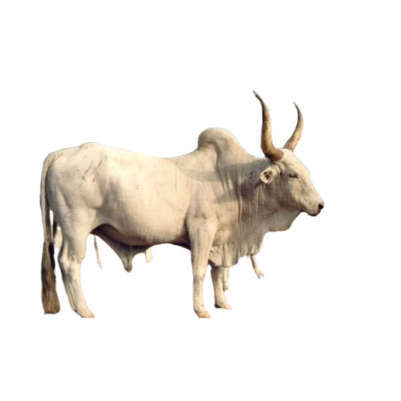 zebu - Image 2