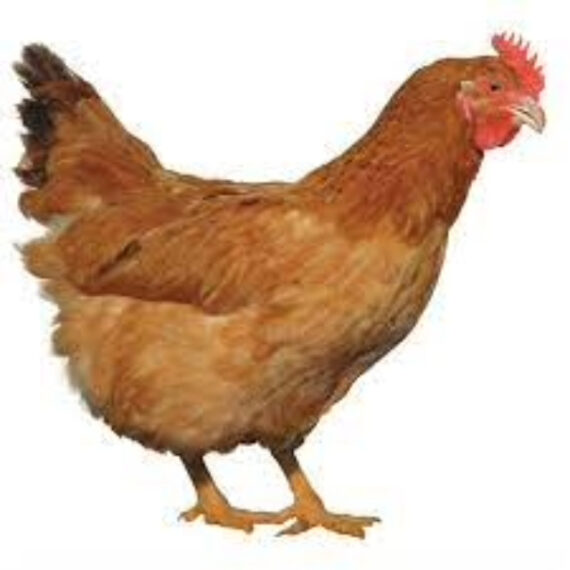 Hubbard chicken - Image 2