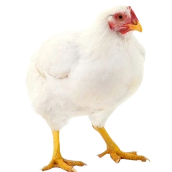 Reformed chicken