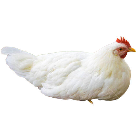 Farm-raised chicken - Image 2