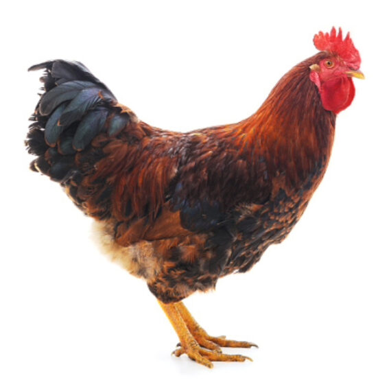 Village rooster - Image 2