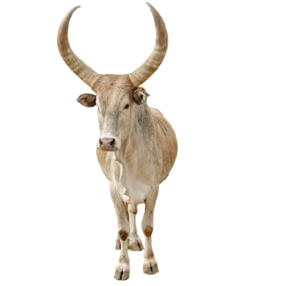 zebu