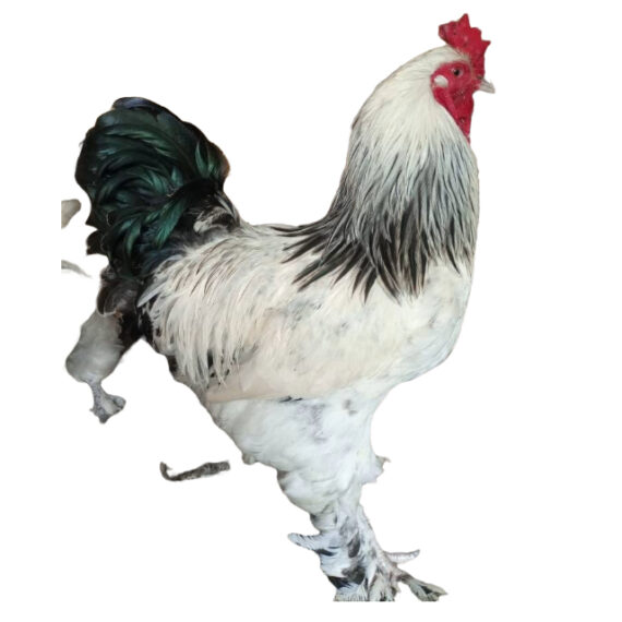 Pantalonne chicken