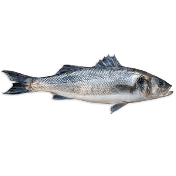 sea bass - Image 2