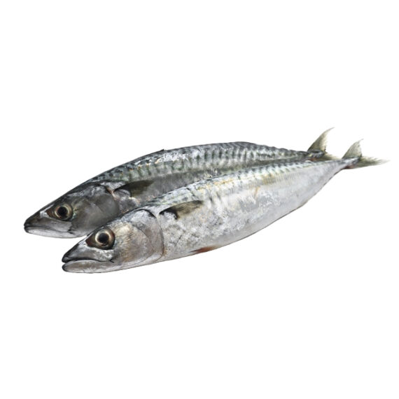 Mackerel – Image 2