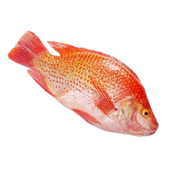 Red Tilapia - Image 2