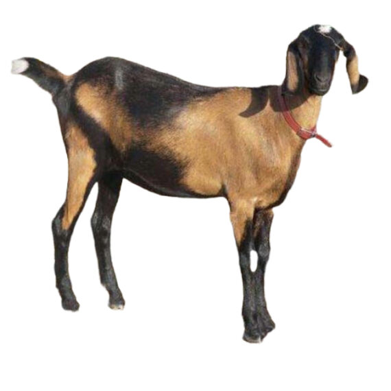 Anglo-Nubian goat