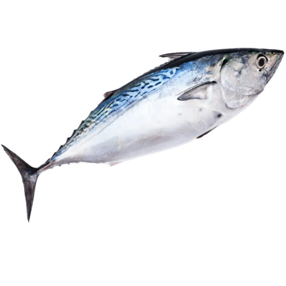 Tuna fish - Image 2