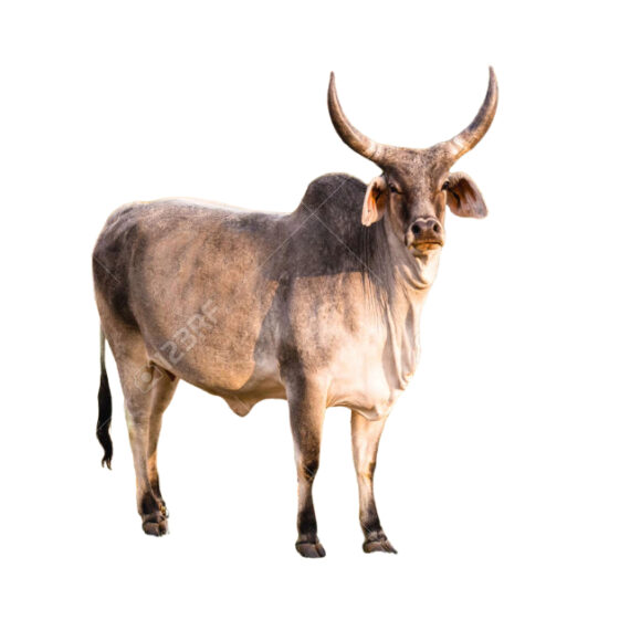 zebu – Image 2