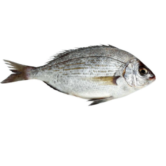 Grey sea bream