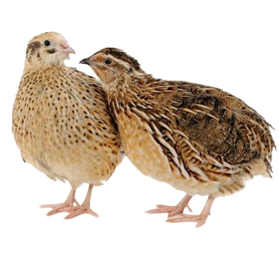 Quail - Image 2