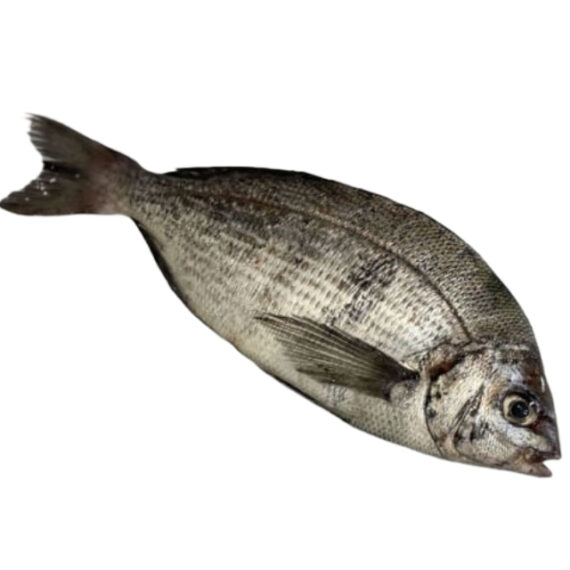 Grey sea bream - Image 2