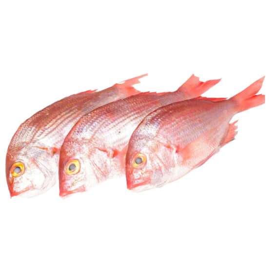 Pink sea bream