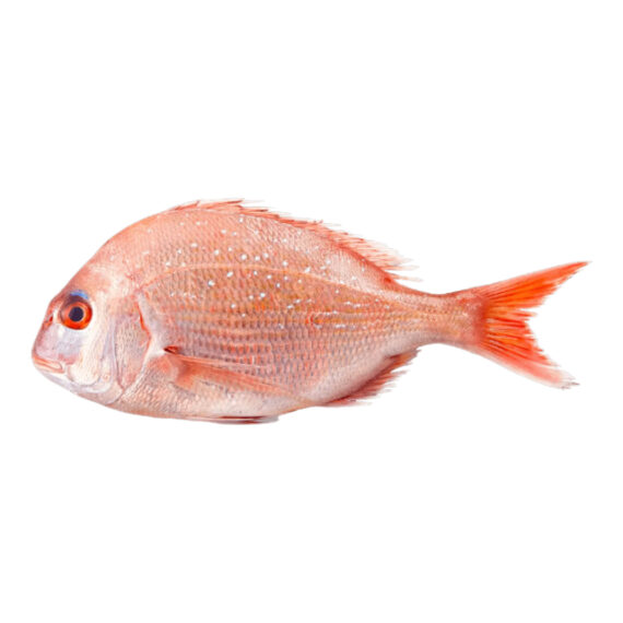 Pink sea bream – Image 2