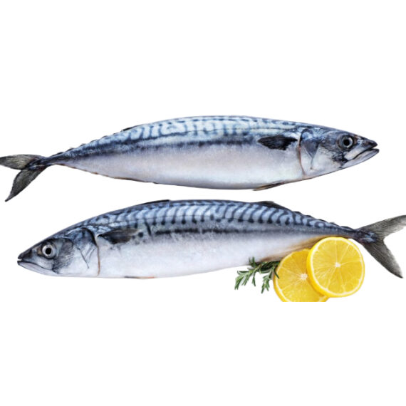 Mackerel