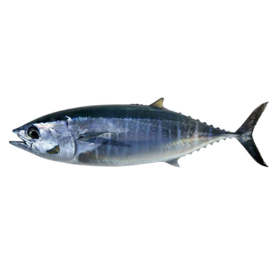 Tuna fish